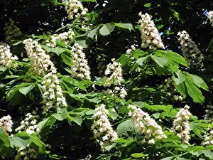 Flowering Deciduous Trees Prints: Chestnut tree