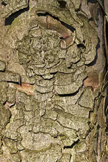 Central European Trees Prints: Chestnut tree bark, Germany