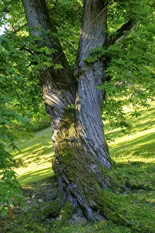 Southern Europe Tree Photography Prints: Chestnut tree, chestnut experience trail