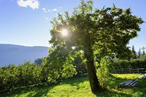 Chestnut Tree Europe Prints: Chestnut tree, chestnut experience trail