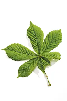 Botany Studio Photography Prints: Chestnut tree leaf (Castanea)