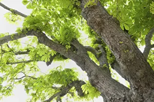 Uninhabited Forest Scene Prints: Chestnut tree in spring