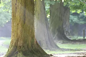Springtime Nature Scene Prints: Chestnut trees in spring