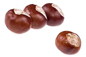 Sweet Chestnut Tree Prints: Chestnuts