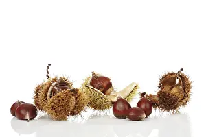 White Studio Background Photos Prints: Chestnuts (Castanea)