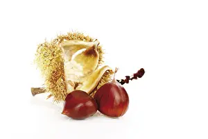 Studio Shot Of Chestnuts Prints: Chestnuts (Castanea)
