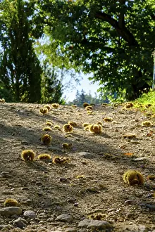 Deserted Paths In Europe Prints: Chestnuts along the path, Chestnut Experience Trail