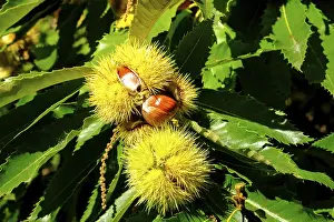 Trentino Alto Adige Scenery Prints: Chestnuts in the shell, Chestnut Experience Trail