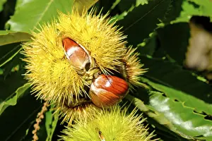 Southern Europe Deserted Landscapes Prints: Chestnuts in the shell, Chestnut Experience Trail