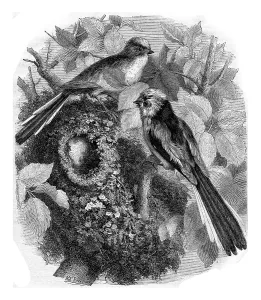 Natural Environment Wildlife Scene Prints: The chickadee a long tail and its nest