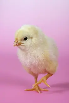 Easter Chick Prints: Chicken