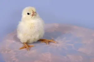 Fledgling Birds Prints: Chicken