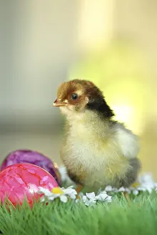 Colourful Easter Egg Tradition Prints: Chicken chicks with colourful Easter eggs