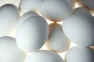 Landfowl Photography Prints: Chicken eggs