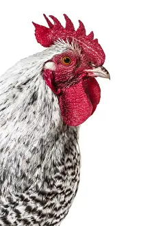 Livestock Photography Prints: Chicken looking at camera against white background