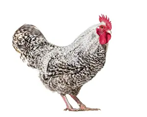 Chicken Portrait Prints: Chicken standing against white background