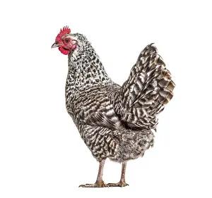 Chicken Portrait Prints: Chicken standing against white background