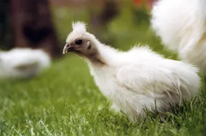 Wild Animal Photography Birds Prints: Chicken ugly