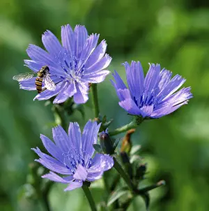Uninhabited Places Prints: Chicory