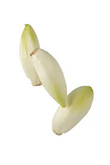 Isolated Plant Photography Prints: Chicory, studio shot against white background