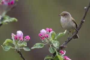 Wild Animal Habitat Prints: Chiffchaff, fruit tree blossoms