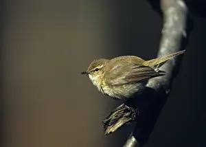 Leaf Warbler Images Prints: Chiffchaff, phylloscopus collybita