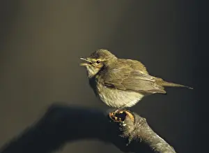 Oscine Birds Prints: Chiffchaff, phylloscopus collybita
