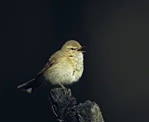 Wildlife Habitat Images Prints: Chiffchaff, phylloscopus collybita