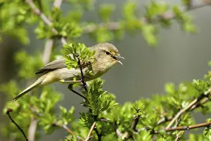 Leaf Warbler Images Prints: Chiffchaff, phylloscopus collybita