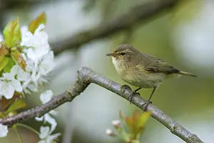 Common Chiffchaff Prints: Chiffchaff, Phylloscopus collybita