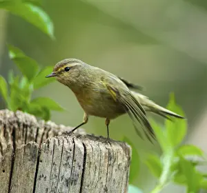 Leaf Warbler Habitat Prints: Chiffchaff, phylloscopus collybita