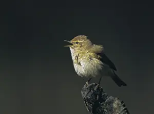 Bird Singing Sounds Prints: Chiffchaff, phylloscopus collybita