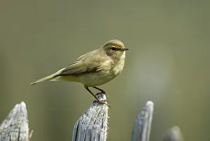 Passerine Bird Prints: Chiffchaff, phylloscopus collybita