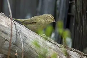 Bird Photography Nature Scenes Prints: Chiffchaff, phylloscopus collybita