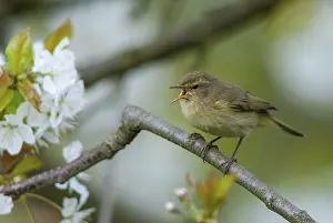 Common Chiffchaffs Prints: Chiffchaff, phylloscopus collybita