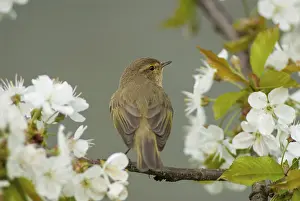 Common Chiffchaff Prints: Chiffchaff, Phylloscopus collybita