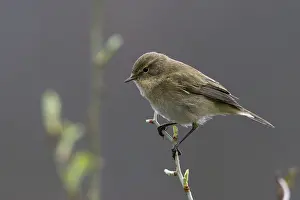 Leaf Warbler Images Prints: Chiffchaff, phylloscopus collybita
