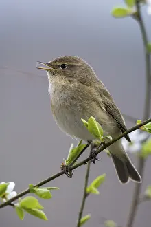 Prints of Chiffchaff, phylloscopus collybita, zilpzalp, birds, song, high size, portrait format, passeri, singing, songbirds, birds Common Chiffchaff Prints: Chiffchaff, Phylloscopus collybita - Print
