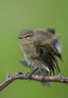 Wildlife Songbird Images Prints: Chiffchaff, phylloscopus collybita