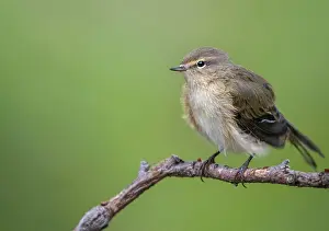 Natural Environment Wildlife Prints: Chiffchaff, phylloscopus collybita