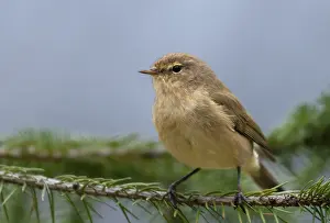 Bird Song Photography Prints: Chiffchaff, phylloscopus collybita