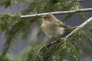 Oscine Birds Prints: Chiffchaff, phylloscopus collybita