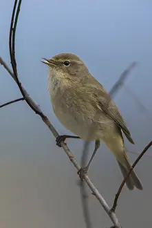Prints of Chiffchaff, phylloscopus collybita, zilpzalp, birds, song, high size, portrait format, passeri, singing, songbirds, birds Common Chiffchaff Prints: Chiffchaff, Phylloscopus collybita - Print