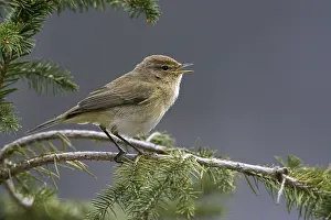 Leaf Warbler Images Prints: Chiffchaff, phylloscopus collybita