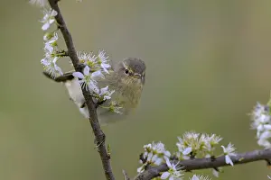 Common Chiffchaff Prints: Chiffchaff (Phylloscopus collybita)