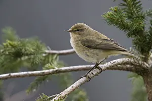 Oscine Songbirds Prints: Chiffchaff, phylloscopus collybita
