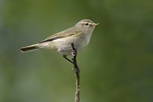 European Wildlife Animals Prints: Chiffchaff (Phylloscopus collybita)
