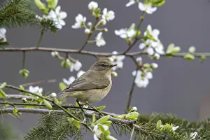 Prints of Chiffchaff, phylloscopus collybita, zilpzalp, birds, passeri, songbirds, birds Old World Warbler Prints: Chiffchaff Print - Phylloscopus collybita