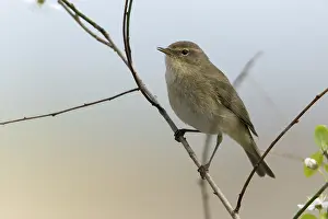 Prints of Chiffchaff, phylloscopus collybita, zilpzalp, birds, passeri, songbirds, birds Old World Warbler Prints: Chiffchaff Print - Phylloscopus collybita