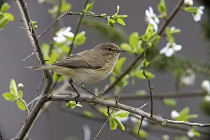 Prints of Chiffchaff, phylloscopus collybita, zilpzalp, birds, passeri, songbirds, birds Old World Warbler Prints: Chiffchaff Print, Phylloscopus collybita Bird Photo